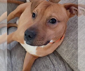 American Pit Bull Terrier-Unknown Mix Dogs for adoption in Germantown, OH, USA