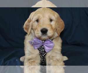 Goldendoodle Puppy for sale in BROOKSVILLE, FL, USA