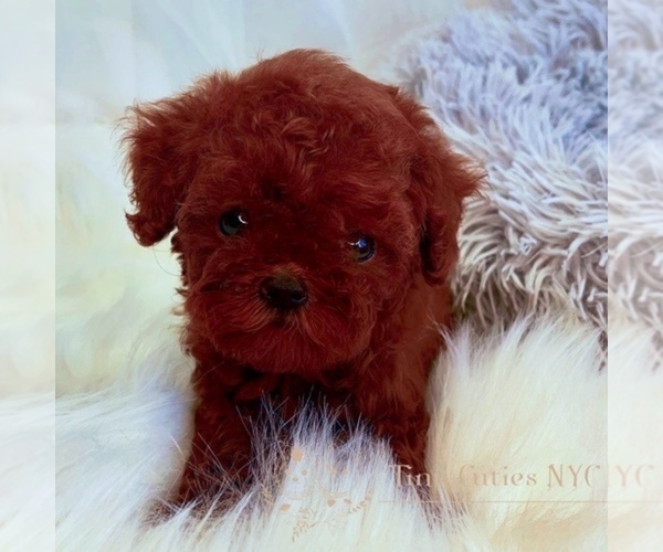 Medium Photo #3 Poodle (Miniature) Puppy For Sale in ASTORIA, NY, USA