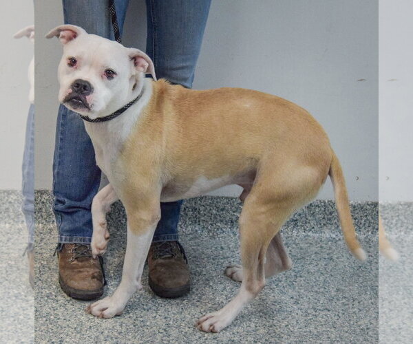 Medium Photo #3 Bulloxer Puppy For Sale in Huntley, IL, USA