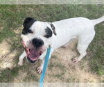 Small #1 American Bulldog Mix