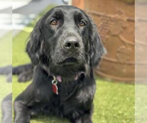 Labrador Retriever-Unknown Mix Dogs for adoption in San Diego, CA, USA