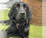 Small Labrador Retriever Mix