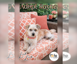 Unknown-Wheaten Terrier Mix Dogs for adoption in Menifee, CA, USA