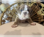 Puppy 3 English Bulldog