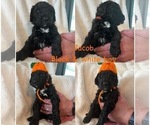 Small Photo #12 Goldendoodle Puppy For Sale in DENVER, NC, USA