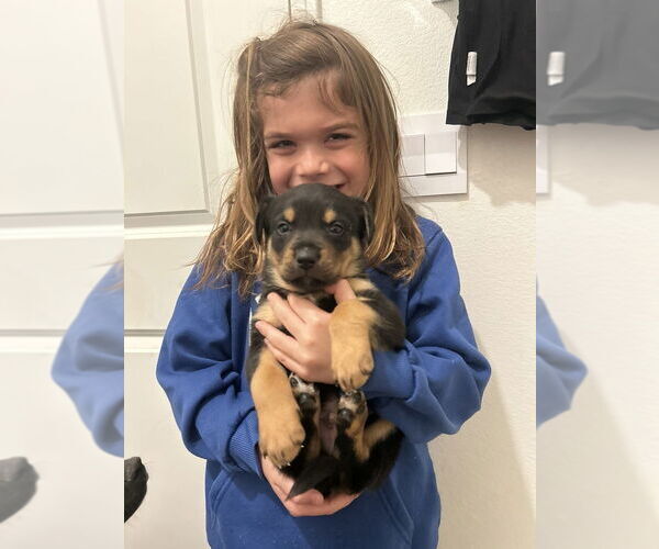 Medium Photo #1 American Pit Bull Terrier-Unknown Mix Puppy For Sale in Dana Point, CA, USA
