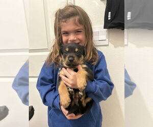 American Pit Bull Terrier-Unknown Mix Dogs for adoption in Dana Point, CA, USA
