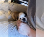 Small Photo #12 Frenchie Pug Puppy For Sale in BLOOMINGTON, IL, USA