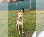 Small #12 Labrador Retriever Mix