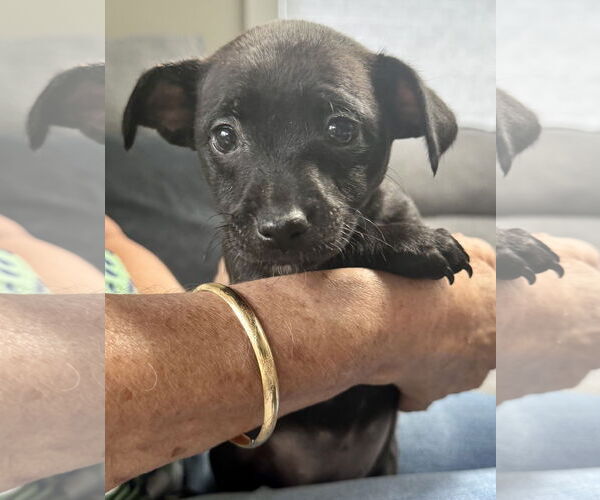 Medium Photo #3 Chihuahua-Unknown Mix Puppy For Sale in Jefferson, NJ, USA
