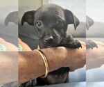 Small #2 Chihuahua Mix