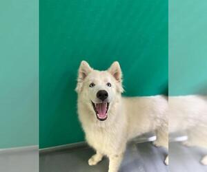 Siberian Husky-Unknown Mix Dogs for adoption in Visalia, CA, USA