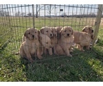 Small Photo #4 Golden Retriever Puppy For Sale in CLAREMORE, OK, USA