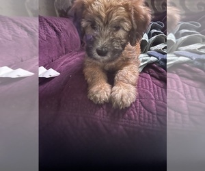 Whoodle Puppy for sale in CITRUS HEIGHTS, CA, USA