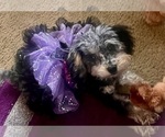 Small #8 Poodle (Toy)