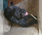 Small #3 Mutt