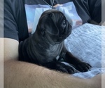 Small Photo #1 Pug Puppy For Sale in YUKON, OK, USA
