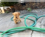 Small Photo #3 Golden Retriever Puppy For Sale in NORCO, CA, USA