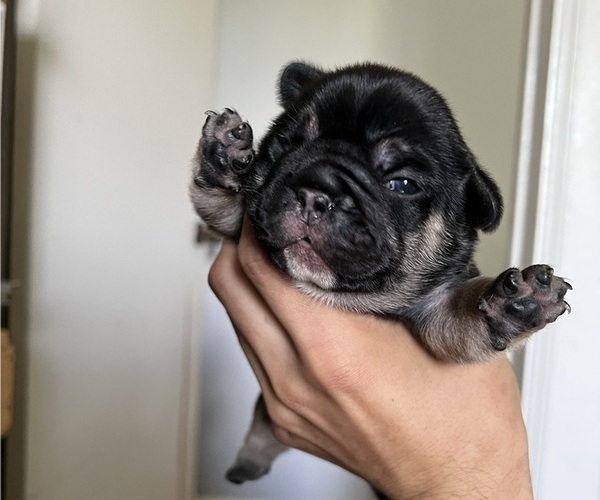 Medium Photo #11 French Bulldog Puppy For Sale in SACRAMENTO, CA, USA