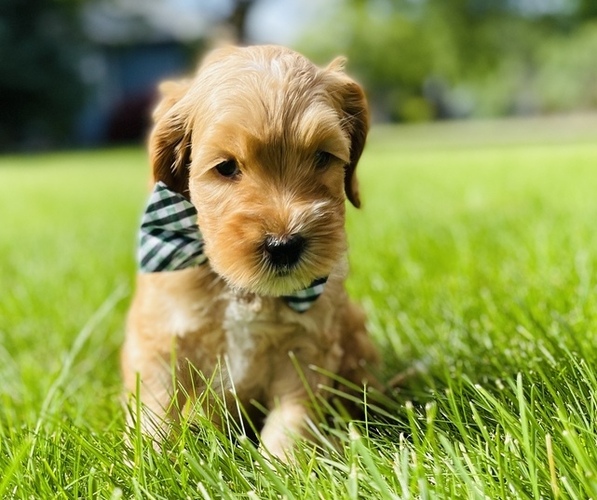 Medium Photo #3 Australian Labradoodle Puppy For Sale in SEATTLE, WA, USA