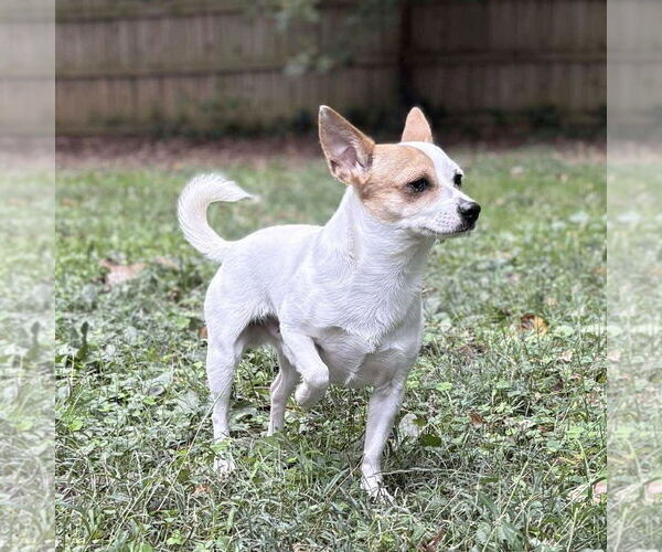 Medium Photo #2 Jack Chi Puppy For Sale in Spring Lake, NC, USA