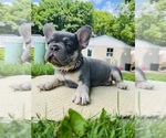 Small #2 French Bulldog
