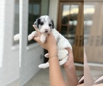 Small Photo #5 Bordoodle Puppy For Sale in ALLEN, TX, USA