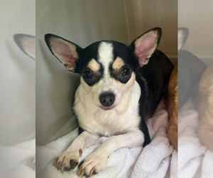 Chihuahua Dogs for adoption in Bolivar, MO, USA