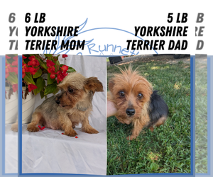 Mother of the Yorkshire Terrier puppies born on 06/14/2025