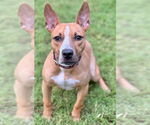 Small #2 Bull Terrier Mix