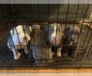 American Pit Bull Terrier Puppy for sale in SAINT PAUL, MN, USA