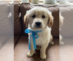 Golden Retriever Puppy for sale in HUMANSVILLE, MO, USA