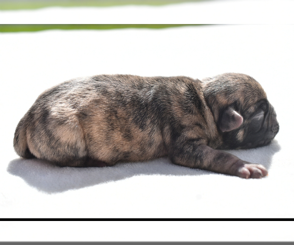 Medium Photo #6 Pug Puppy For Sale in PALM COAST, FL, USA
