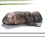 Small #5 Pug