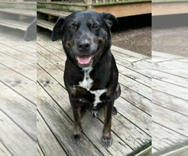 Medium Photo #1 Rottweiler-Unknown Mix Puppy For Sale in Hillsboro, NH, USA