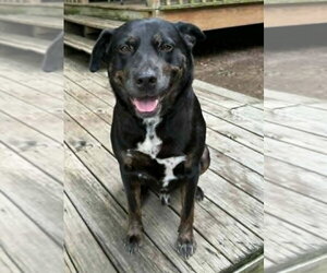 Rottweiler-Unknown Mix Dogs for adoption in Hillsboro, NH, USA