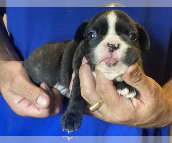 Medium Photo #2 French Bulldog Puppy For Sale in HAMDEN, CT, USA