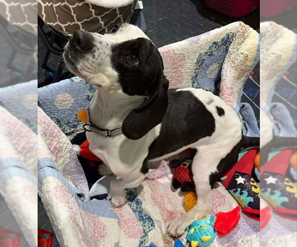 Medium Photo #4 Basset Hound Puppy For Sale in Mukwonago, WI, USA