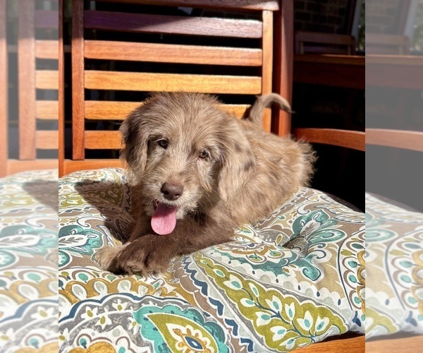 Medium Photo #3 Labradoodle Puppy For Sale in NOBLESVILLE, IN, USA