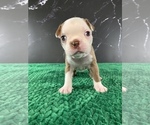 Small #2 Boston Terrier
