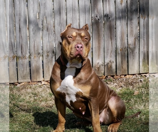 Medium Photo #1 American Bully Puppy For Sale in INDIANAPOLIS, IN, USA