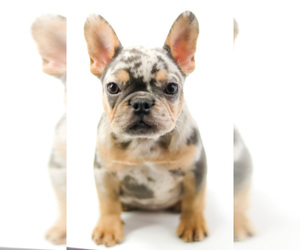 French Bulldog Puppy for sale in WAKE FOREST, NC, USA