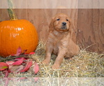 Puppy Barbie Golden Retriever