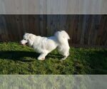 Small #18 Great Pyrenees