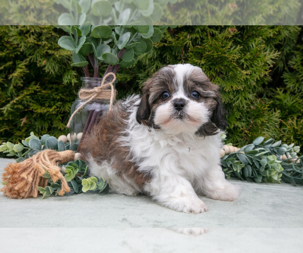 Medium Photo #1 Zuchon Puppy For Sale in SHILOH, OH, USA