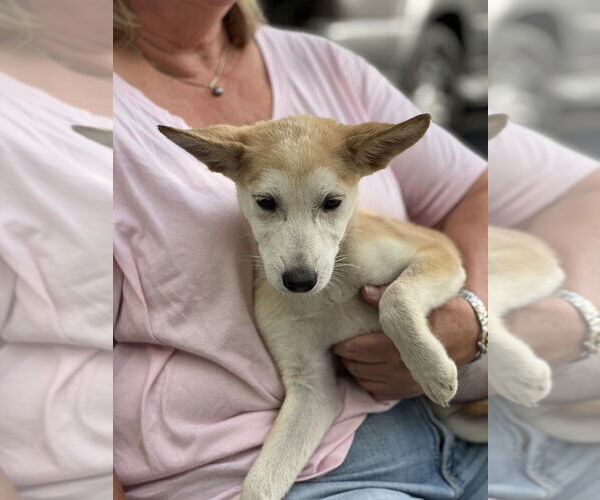 Medium Photo #4 Huskies -Unknown Mix Puppy For Sale in Dana Point, CA, USA