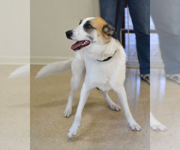 Medium Photo #2 Mutt Puppy For Sale in Enfield, CT, USA