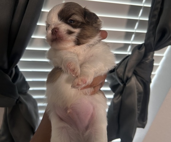 Medium Photo #1 Shih Tzu Puppy For Sale in INDIANAPOLIS, IN, USA