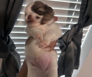 Shih Tzu Puppy for sale in INDIANAPOLIS, IN, USA